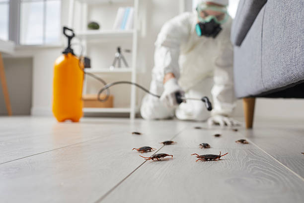 Commercial Kitchen Cockroach Control in Pearland